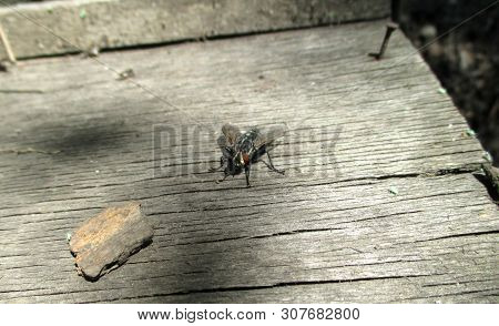 House Fly, Blow Fly, Carrion Fly, Musca Species, On Old Stained Wood, Overhead View