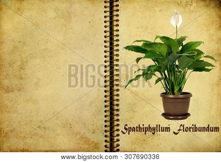Houseplant - Spathiphyllum Floribundum (peace Lily) In Textured Old Spiral Notepad Or Notebook.room 