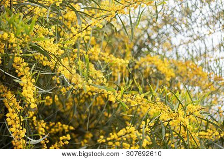 acacia mimosa tree yellow branch nature background