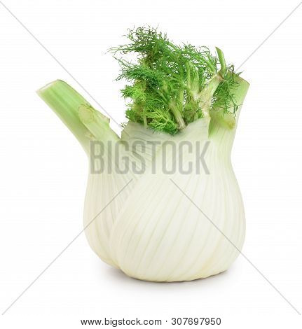 Fennel Bulb. Single Fresh Fennel Bulb With Leaves On White Background
