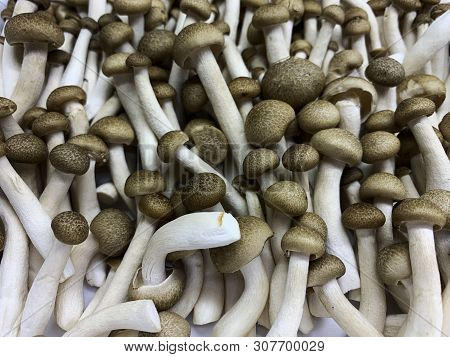 The Group Of Yanagi-matsutake Mushroom. Raw And Fresh Brown Mushroom. Mushroom Background. Delicious