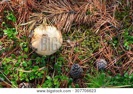 Photo Hat Mushroom Growing In Autumn Among Fir Branches And Needles On The Floor Of The Forest In Th