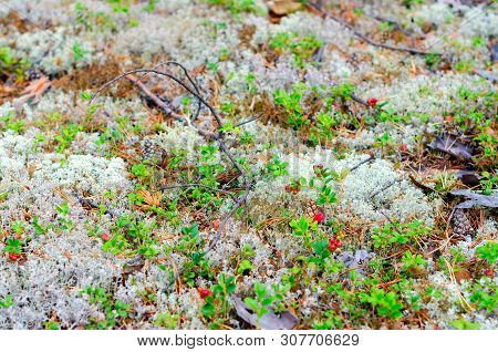 Natural Background. Bright Red Berries Cranberries On Bushes With Green Leaves Grow On White Moss, M