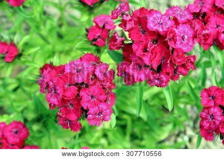 Bright Pink Flowers Of Reseda Blossomed In A Flowerbed