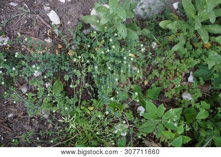 Thyme-leaf Sandwort (arenaria Serpyllifolia), Also Known As Thyme-leaved Sandwort, Blooms In Harbor 