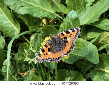 The Small Tortoiseshell Butterfly (aglais Urticae) Or Kleiner Fuchs Schmetterling, Innerthal - Canto