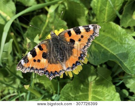 The Small Tortoiseshell Butterfly (aglais Urticae) Or Kleiner Fuchs Schmetterling, Innerthal - Canto