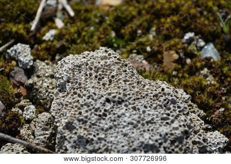 Pumice Stone On Moss, Macro Pumice Shot
