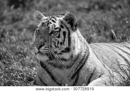 The Siberian Tiger (panthera Tigris Altaica), Also Known As The Siberian, Amur, Altaic, Korean, Manc
