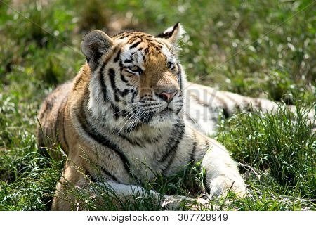 The Siberian Tiger (panthera Tigris Altaica), Also Known As The Siberian, Amur, Altaic, Korean, Manc