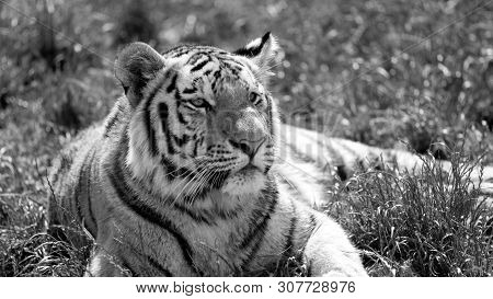 The Siberian Tiger (panthera Tigris Altaica), Also Known As The Siberian, Amur, Altaic, Korean, Manc