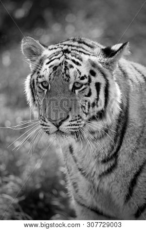 The Siberian Tiger (panthera Tigris Altaica), Also Known As The Siberian, Amur, Altaic, Korean, Manc
