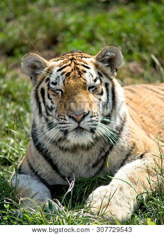 The Siberian Tiger (panthera Tigris Altaica), Also Known As The Siberian, Amur, Altaic, Korean, Manc