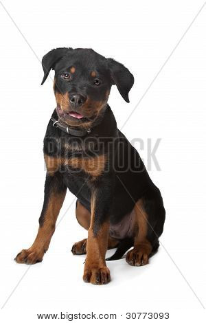 ピット ブルの子犬