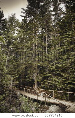 Nice Highland Pine Forest Form Spanish Pyrenees, Aigüestortes I Estany De Sant Maurici National Park