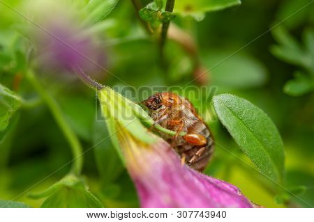 Summer Chafer In Green Leaves. European June Beetle On Flower.
