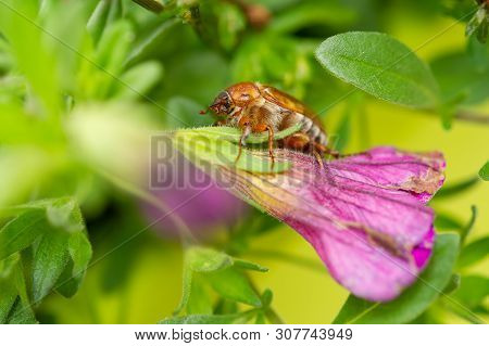 Summer Chafer In Green Leaves. European June Beetle On Flower. Amphimallon Solstitiale.