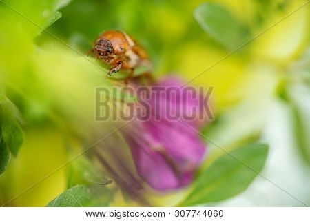Summer Chafer In Green Leaves. European June Beetle On Flower.