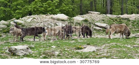 Meute de loups