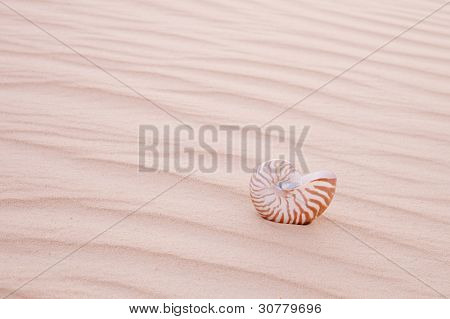 Shell Nautilus pompilius v písečné duny, mělké dof