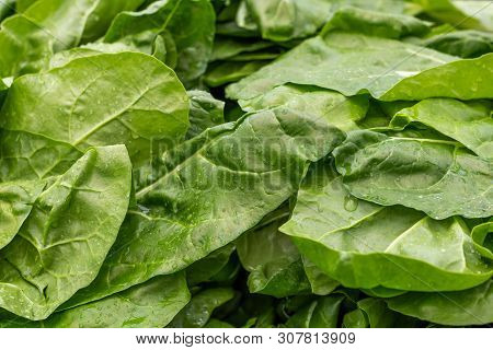Fresh Green Chard Leaves As Background. Healthy Organic Food Concept.