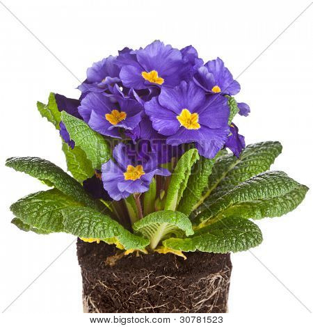 Blå blomstrende Primula primula polyanthus isoleret på hvid