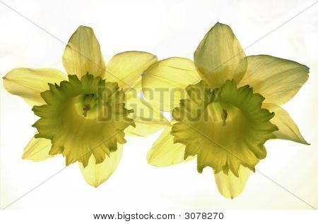 Gele Narcissis