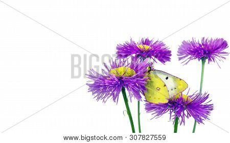 Butterfly Pale Clouded Yellow On A Flowers. Beautiful Yellow Butterfly On Flowers Isolated On A Whit