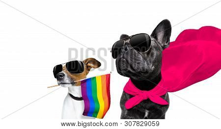 Fairy  Funny Gay French Bulldog  Dog Proud Of Human Rights Waving  With Lgbt Rainbow Flag And Sungla