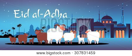 Happy Eid Al-adha Mubarak Muslim Holiday Concept White And Black Flock Of Sheep Festival Of Sacrific