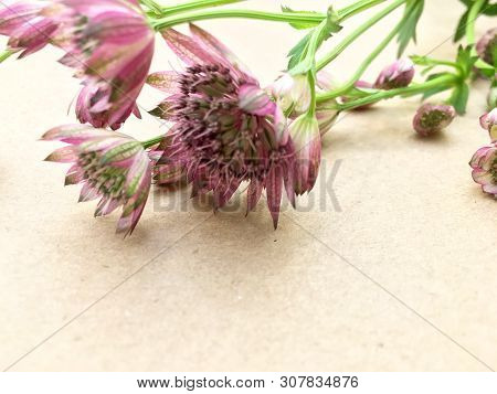 Isolated Astrantia Blossom On Vintage Paper Background. Macro Shot Of Two Delicate Astrantia Flowers