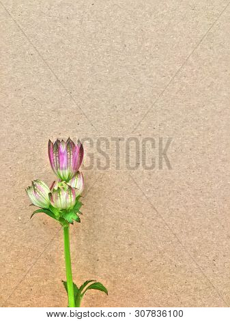 Isolated Astrantia Blossom On Vintage Paper Background. Macro Shot Of Two Delicate Astrantia Flowers
