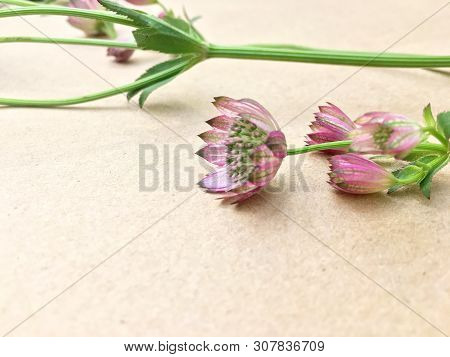 Isolated Astrantia Blossom On Vintage Paper Background. Macro Shot Of Two Delicate Astrantia Flowers