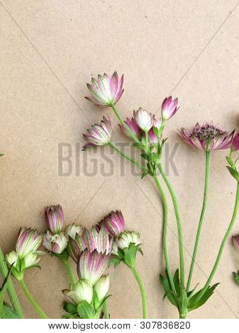 Isolated Astrantia Blossom On Vintage Paper Background. Macro Shot Of Two Delicate Astrantia Flowers