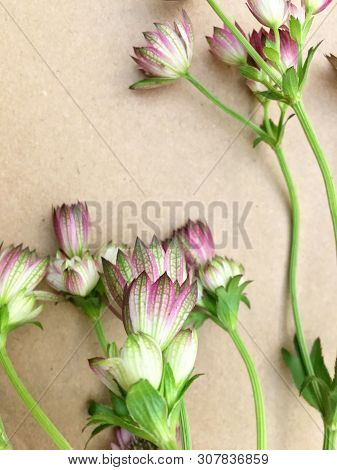 Isolated Astrantia Blossom On Vintage Paper Background. Macro Shot Of Two Delicate Astrantia Flowers