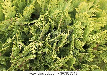 Green Wall Of Cupressus Tree As Background Texture. Natural Wallpaper Concept. Closeup Of Cupressus 