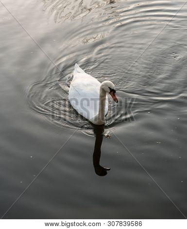 Swan On Water Fround On Mlynka Creek In Park Bozeny Nemcove Public Park In Karvina City In Czech Rep