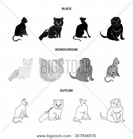 Vector Design Of Pet And Sphynx Icon. Set Of Pet And Fun Vector Icon For Stock.