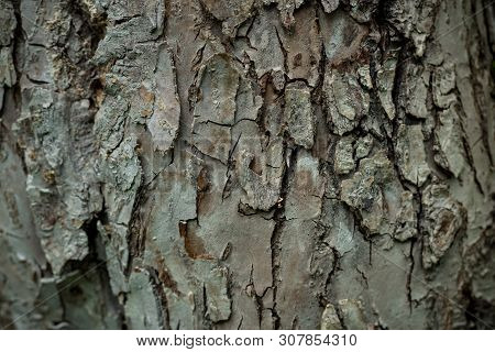 Texture Of The Apple Tree Bark Background Macro Copy Space