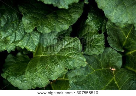 Closeup Macro Of Rhubarb Pieplant Leaves Green Background Texture Copy Space