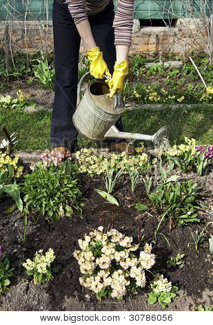 Mulher está molhando as plantas no jardim
