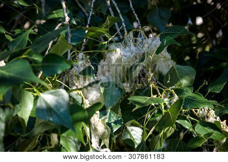 Poplar Fluff On The Branch Among Green Grass. White Fluff From Poplar Trees, Allergies Symptoms