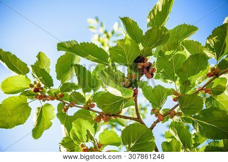 Fresh Mulberry, Black Ripe And Red Unripe Mulberries On The Branch Of Tree. Healthy Berry Fruit