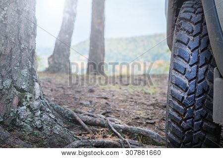 A Large Wheel With Off-road Tread Stands In The Forest On The Roots Of Trees.