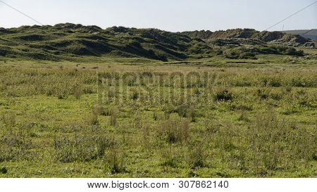 Grassland And Sand Dunes Of Braunton Burrows, West Coast Of Devon, Uk