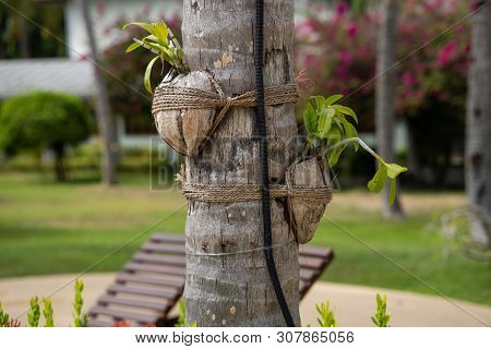 Flower Beds With Flowers On The Palm.