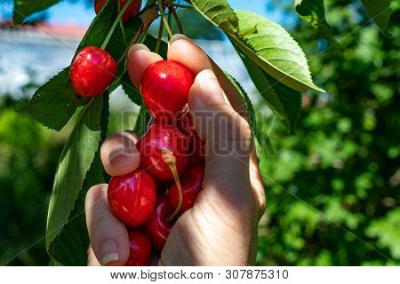 Tasty Cheers Ripening In Full Sun. Fruits Before Breaking Off The Fruit Tree In The Home Garden.
