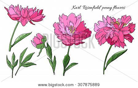 Detailed Hand Drawn Flowers Set - Karl Rosenfield Blooming Peonies, Leaves And Flower Buds.