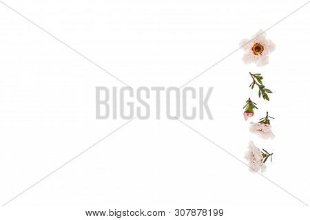Closeup Of White Manuka Tree Flowers With Copy Space On Left