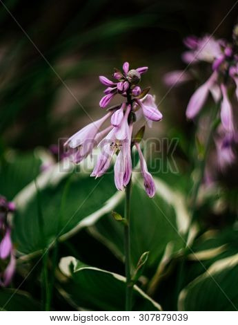 Beautiful Purple Flowers Hosta, Funkia On A Green Blurred Background Close-up. Decorative Garden Pla